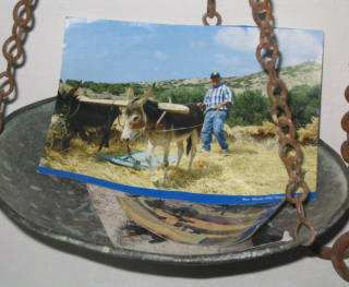 Oude foto van een boer met een ezel voor de ploeg