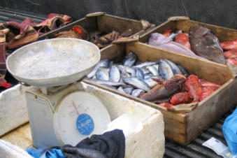 Vers gevangen vis wordt op straat verkocht