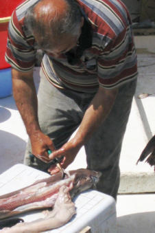 Vers gevangen vis waaronder zelfs een kleine haai wordt op de boot nog schoongemaakt