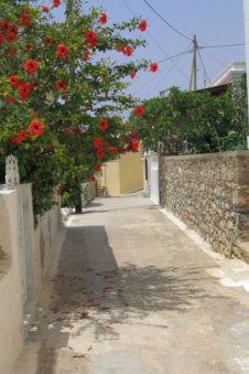 Bloeiende oleanders in Arkasa Karpathos Griekenland