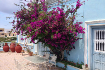 Schitterende bougainville in Arkasa Karpathos Griekenland