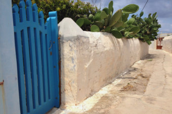 Grote cactussen in Arkasa Karpathos Griekenland