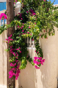 Bougainville boven de smalle straatjes in Arkasa Karpathos Griekenland