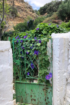 Deze tuin is overwoekerd door de planten met mooie blauwe bloemen