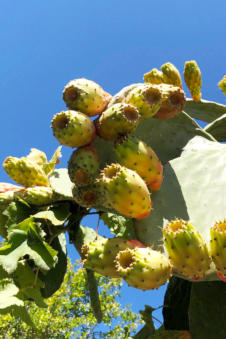 Een groen oase tussen de moestuinen van Volada