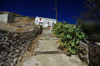 Bloeiende cactussen langs de weg in Othos op Karpathos