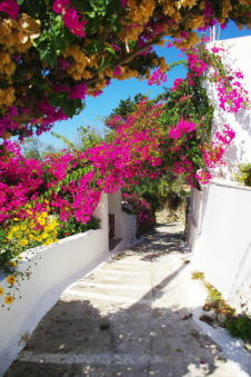 Talrijke bloemen in de straten van Piles op Karpathos Griekenland