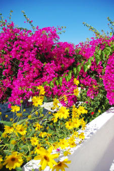 Talrijke bloemen in de straten van Piles op Karpathos Griekenland