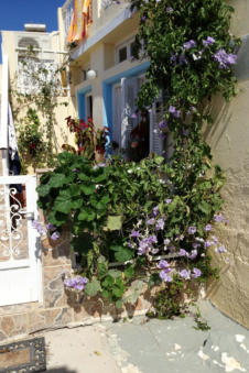 Een vervallen tuin met mooie bloeiende planten in Piles op Karpathos Griekenland