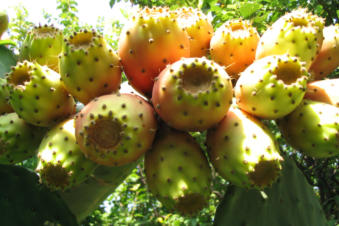 Veel fruit aan deze cactus